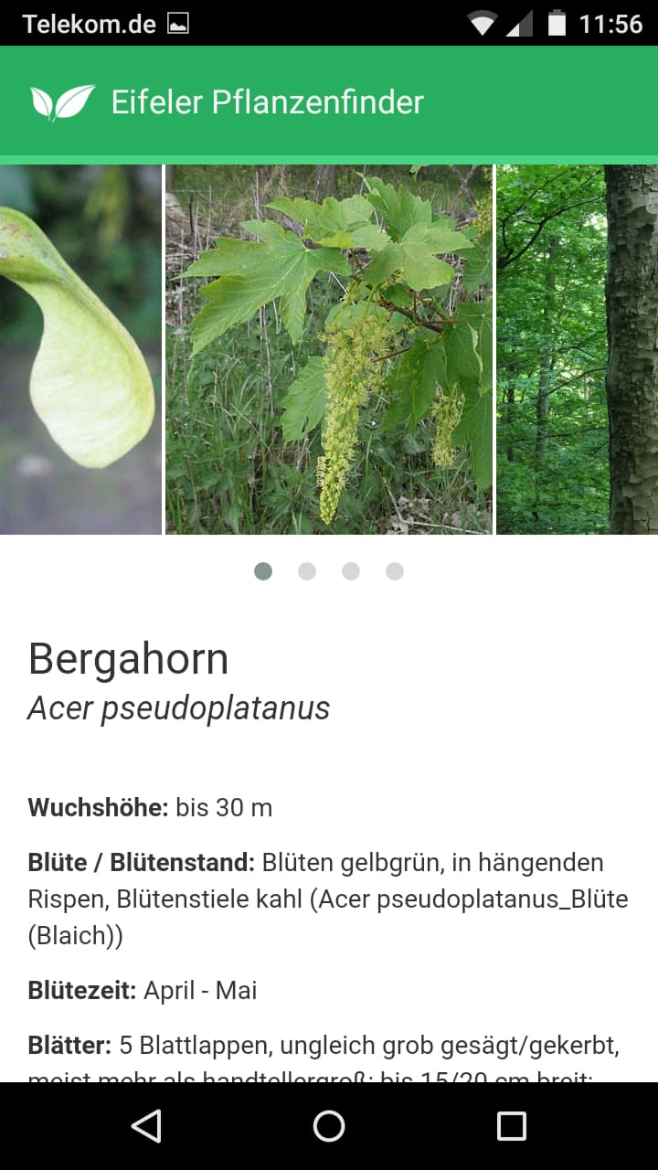 Eifeler Pflanzenfinder – Screenshot Android
